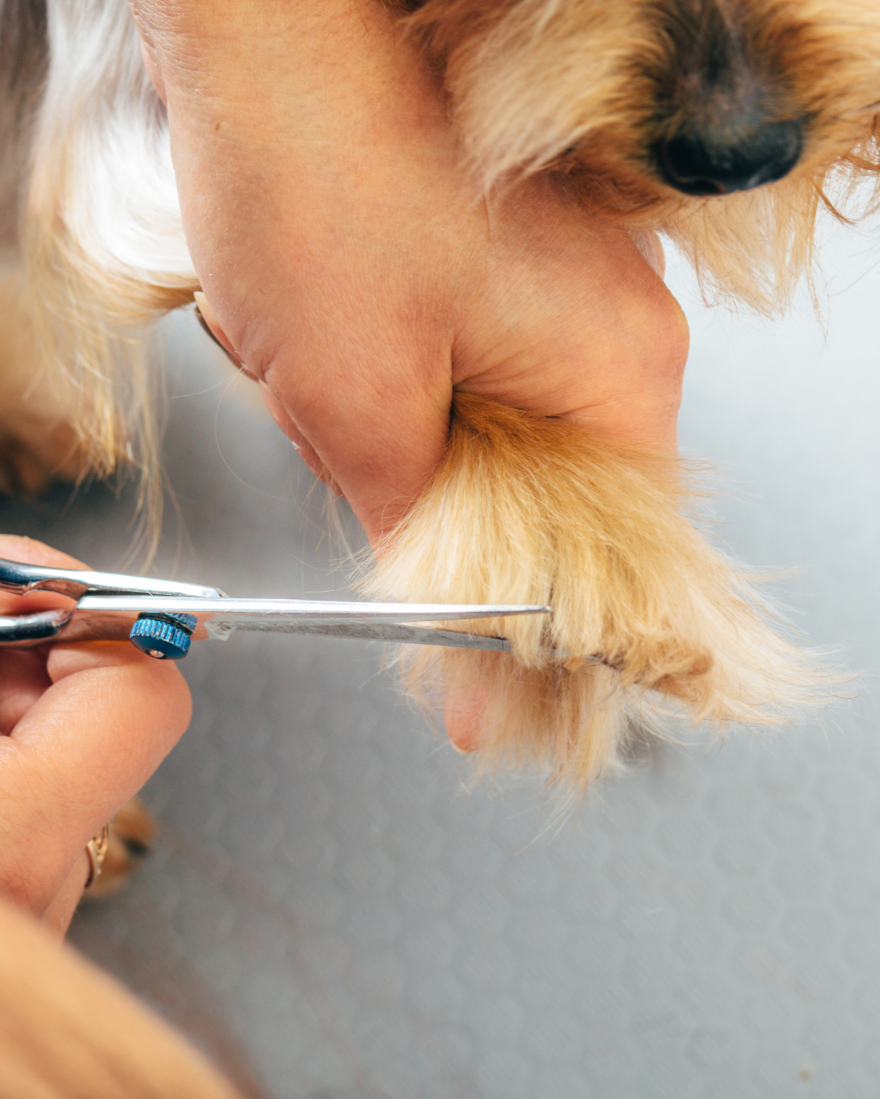Nail Clipping & Paw Trimming | E20 1BD
