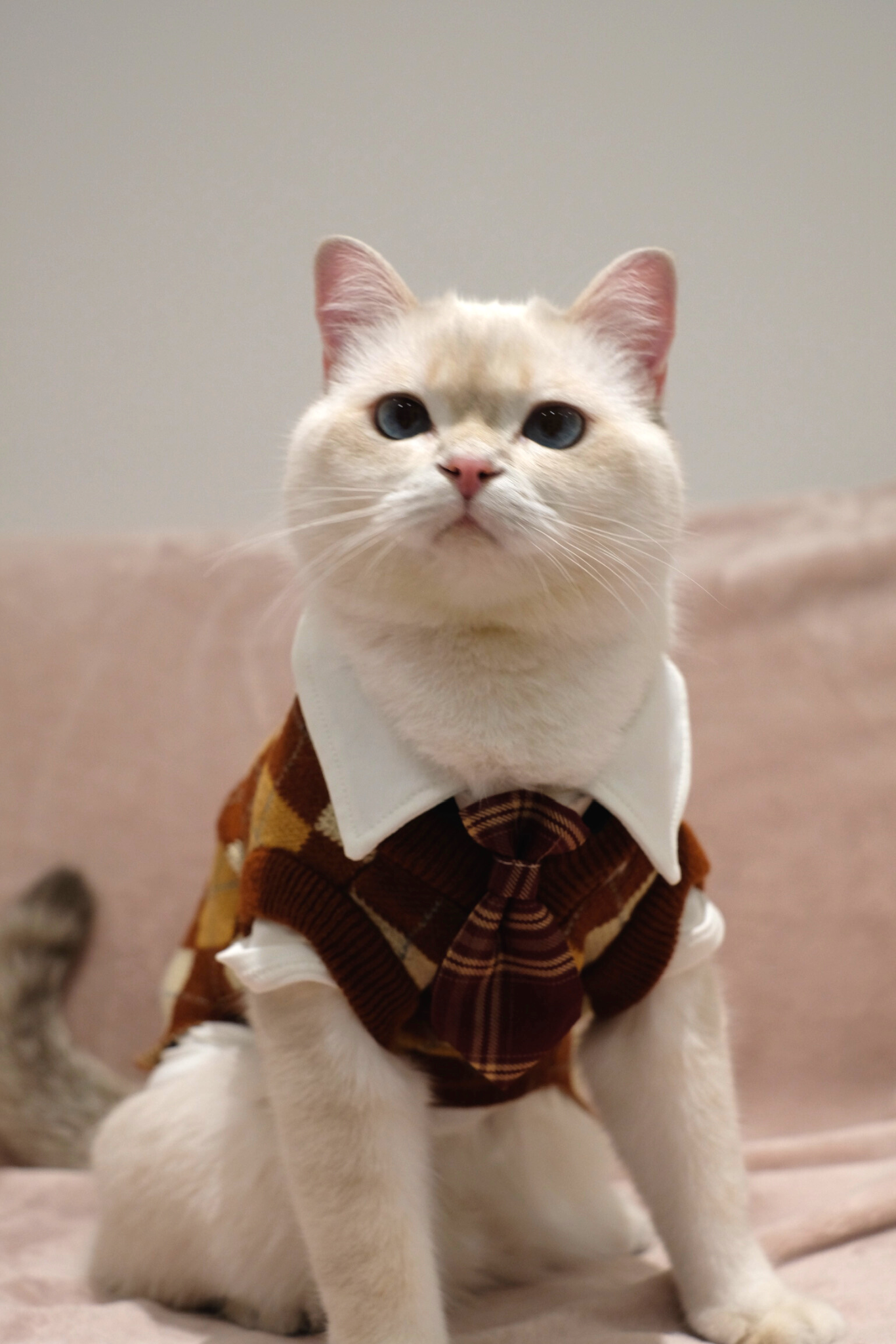 School Uniform Harry Potter Jumper for Cats Dogs