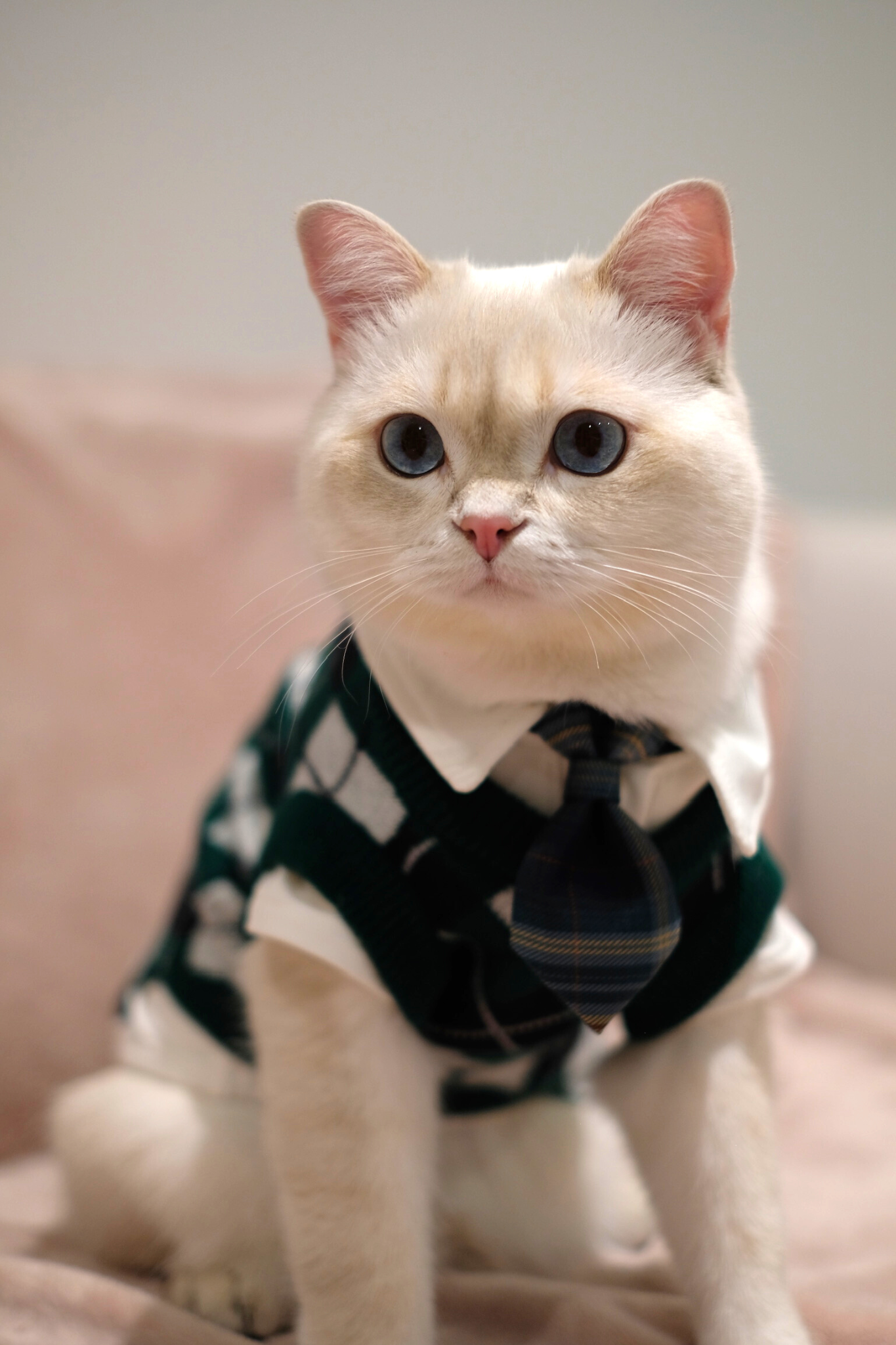 School Uniform | Harry Potter Jumper for Cats & Dogs