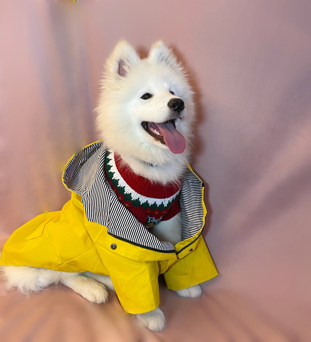 Windproof Dog Raincoat