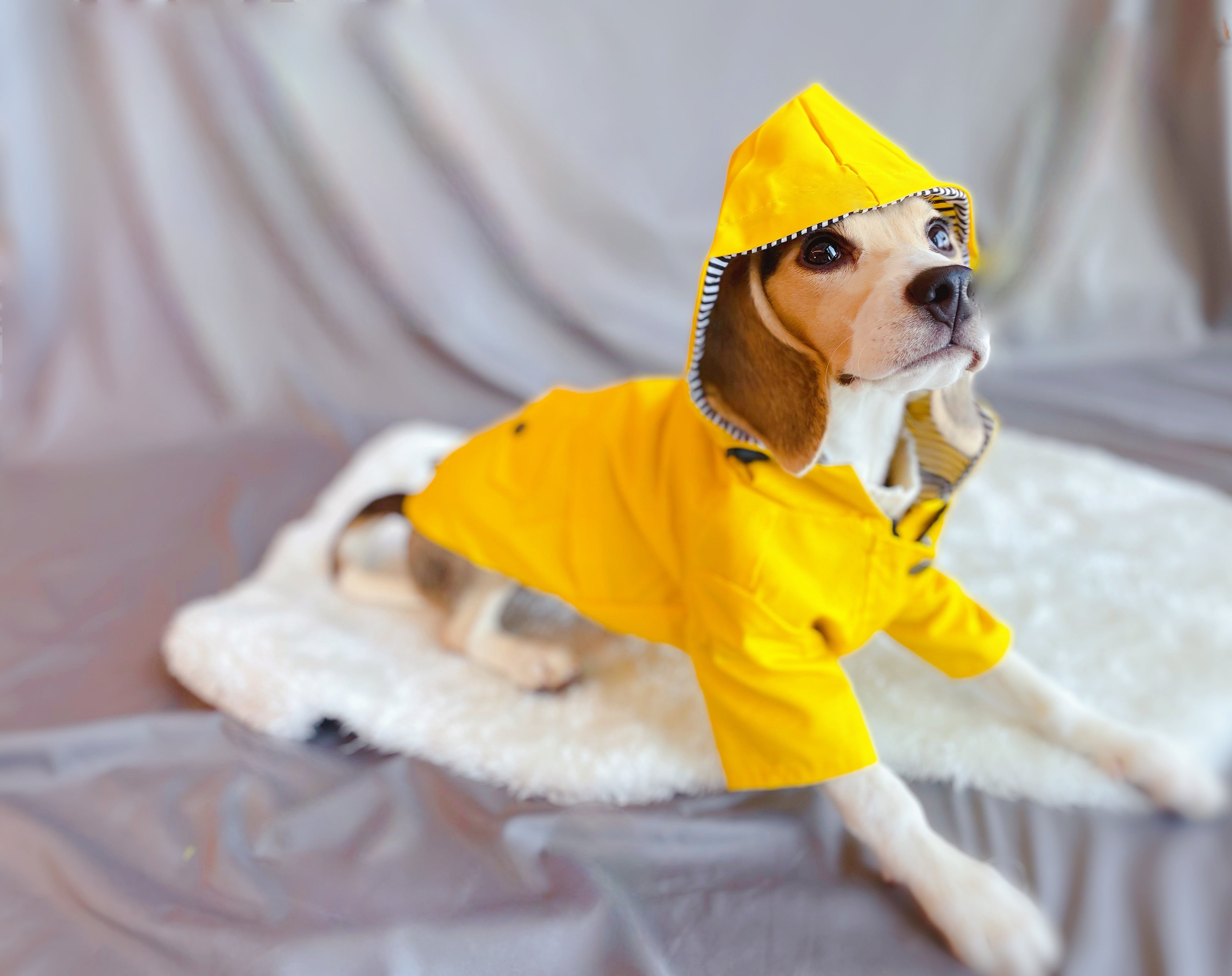 Windproof Dog Raincoat