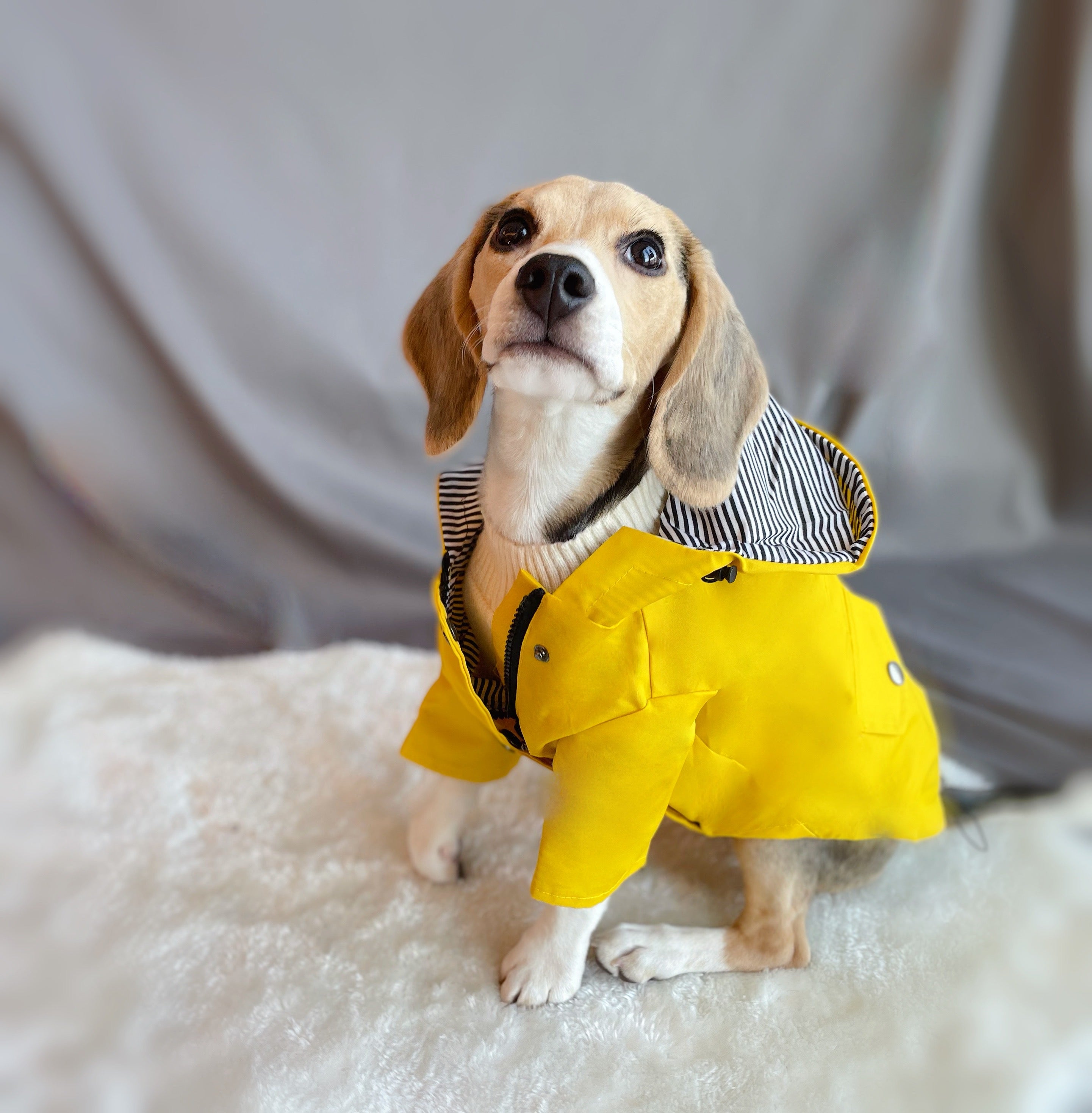Windproof Dog Raincoat