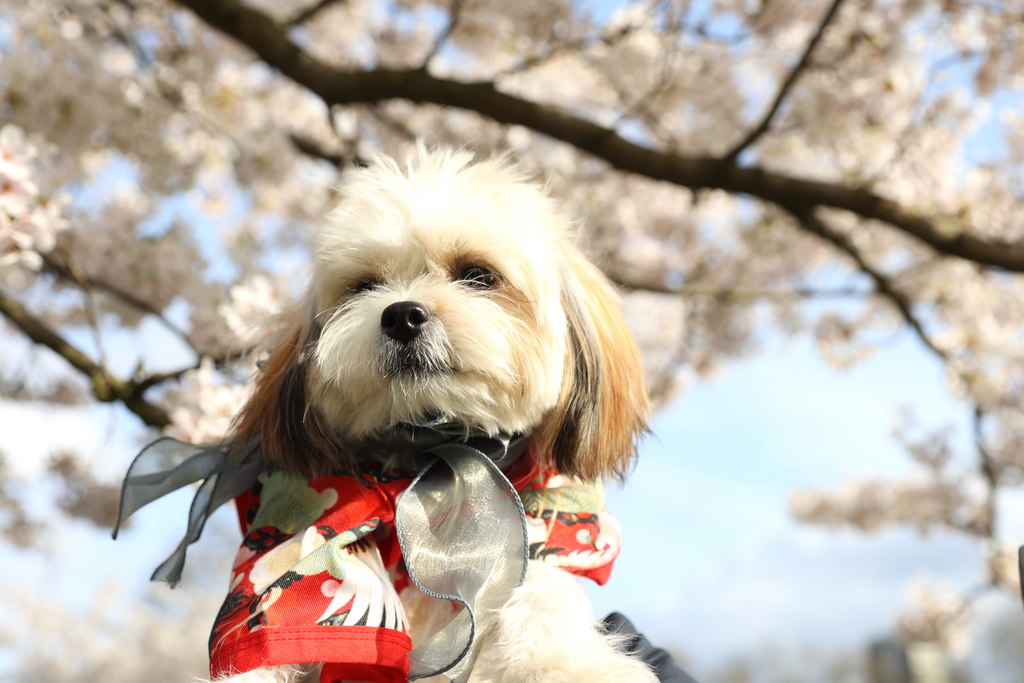 Traditional Kimono Robe