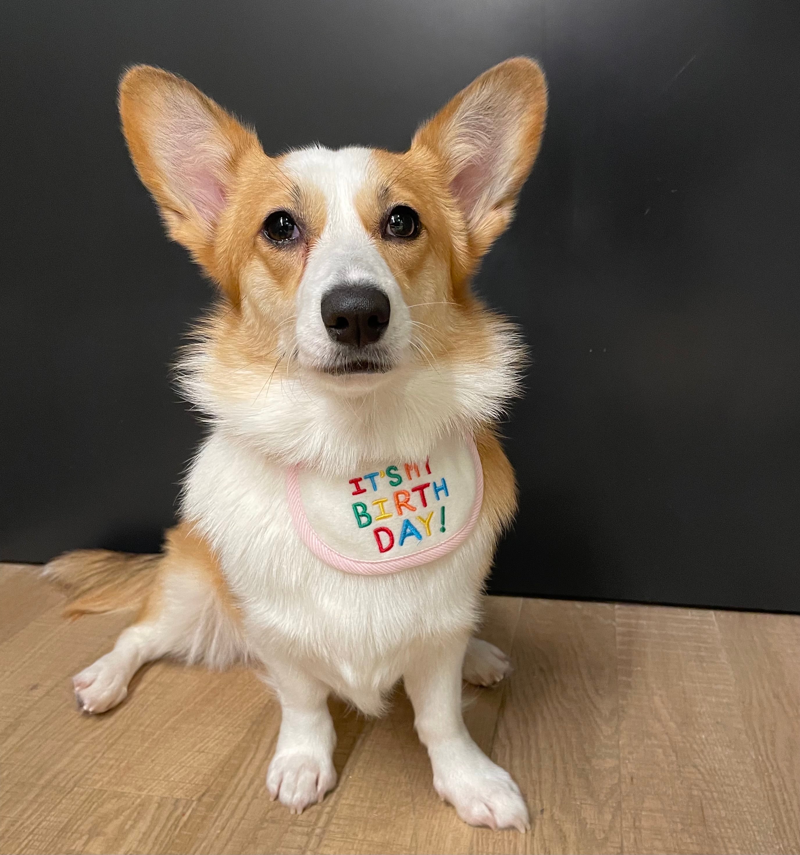 Happy Birthday Bib