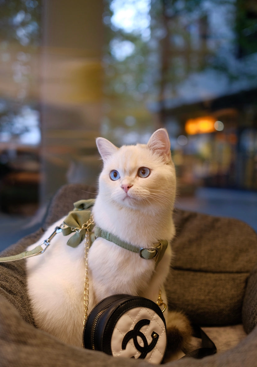 Essential Cat Harness & Lead Set – Furmily