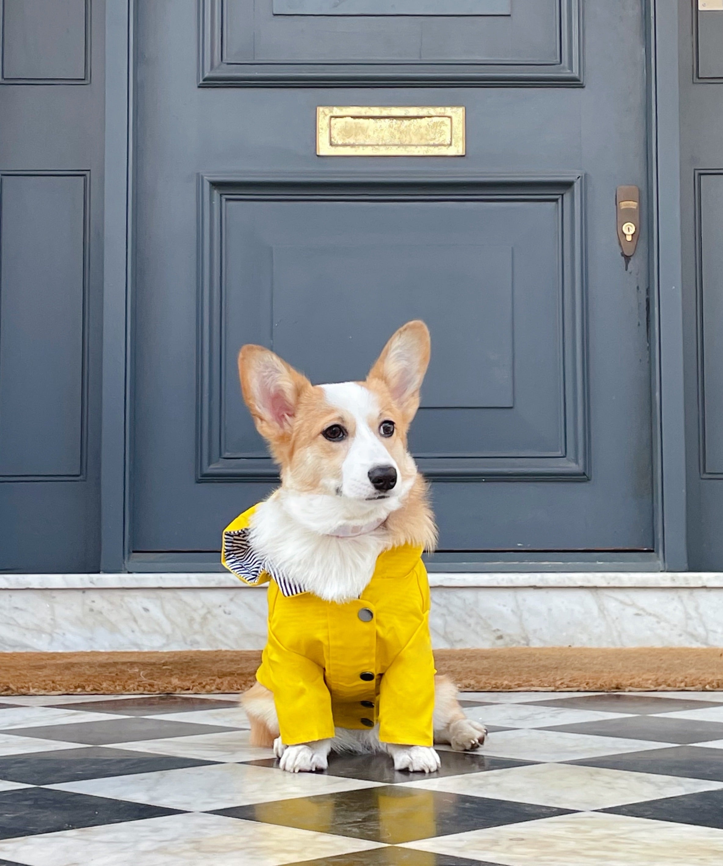 Windproof Dog Raincoat