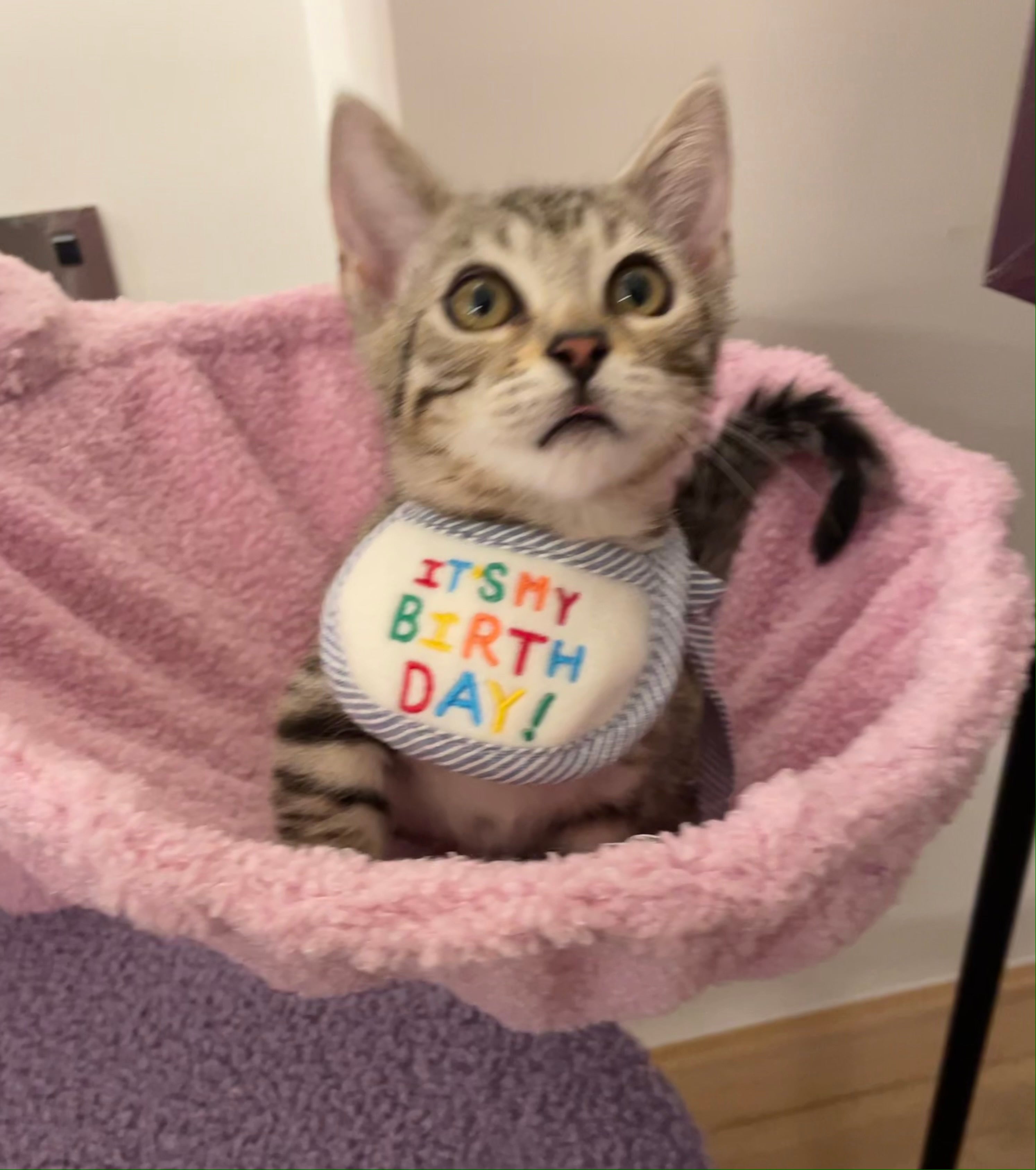 Happy Birthday Bib