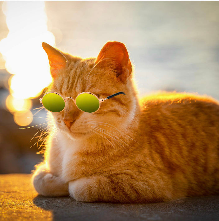 Classic Retro Pet Sunglasses