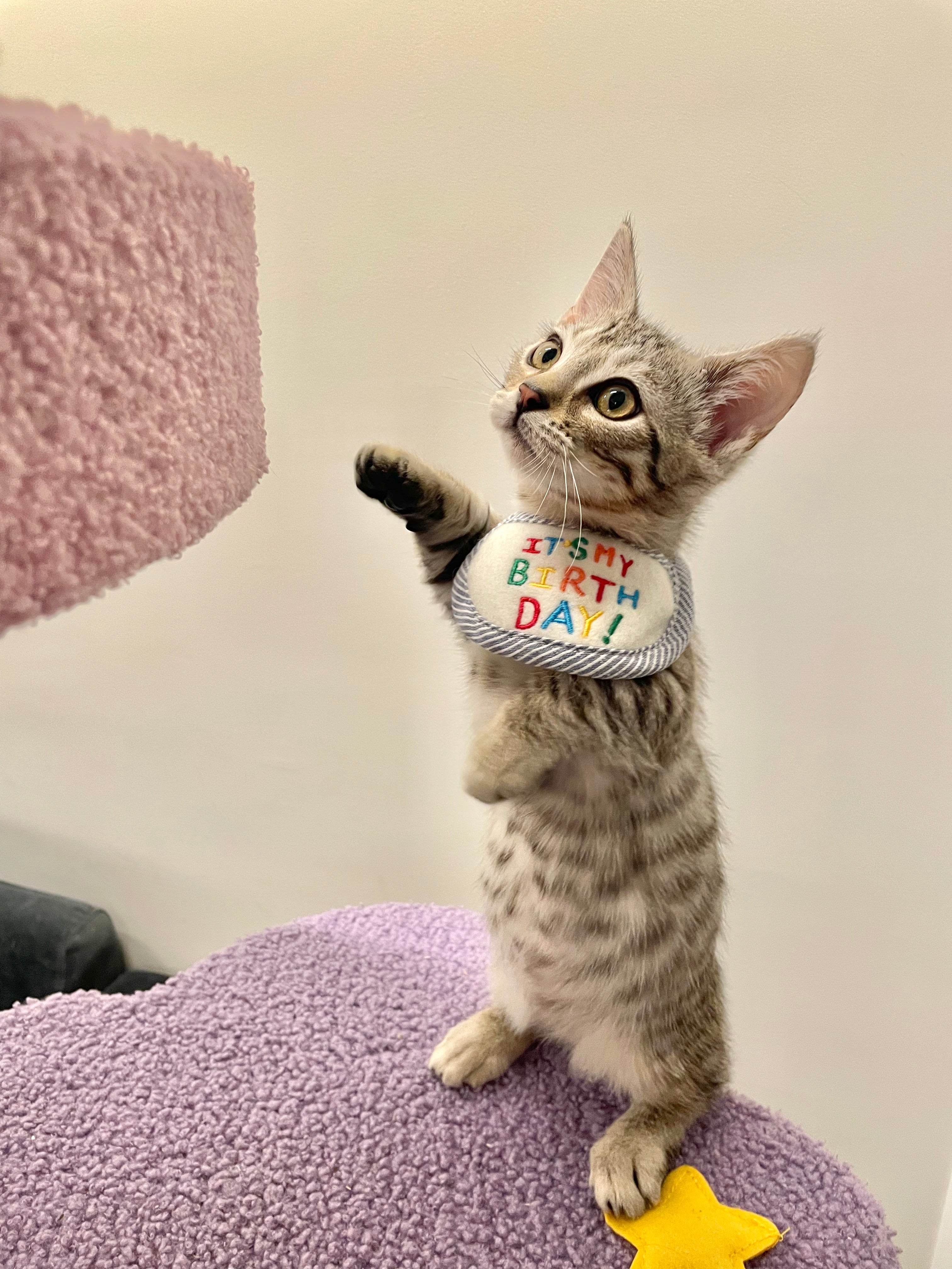 Happy Birthday Bib – Furmily