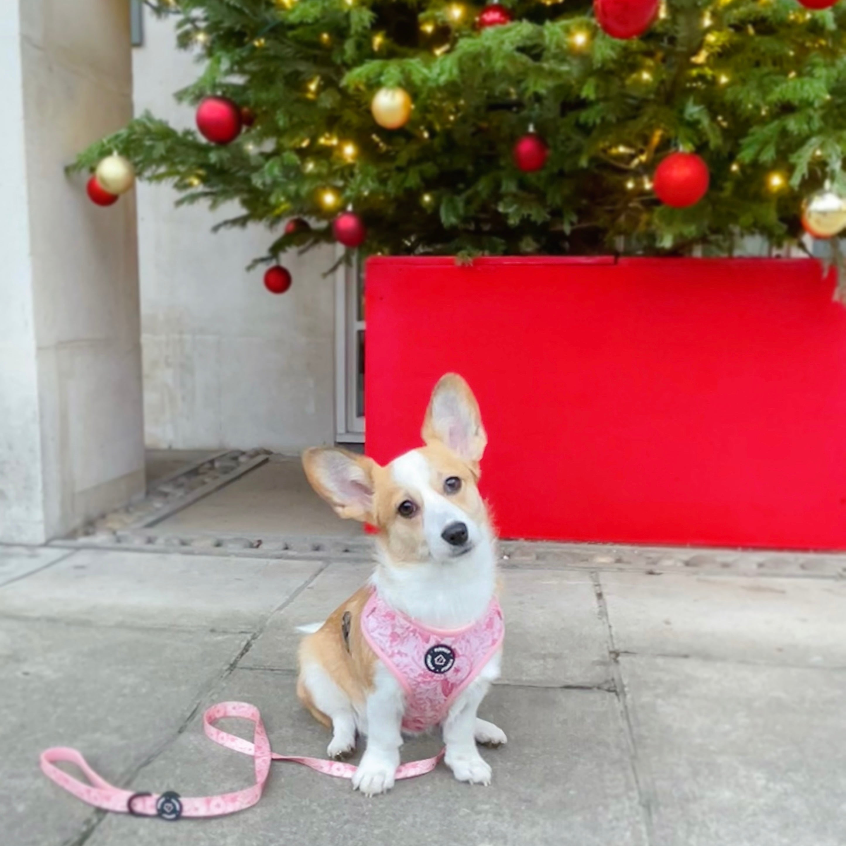Walk Essentials | "Pink Poppy"