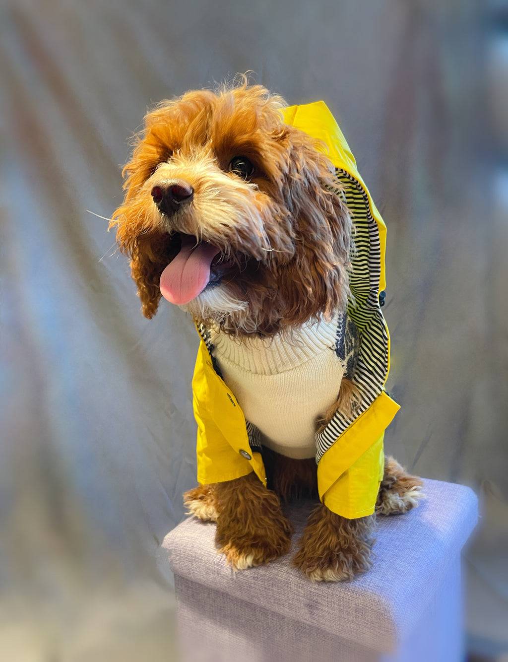Windproof Dog Raincoat