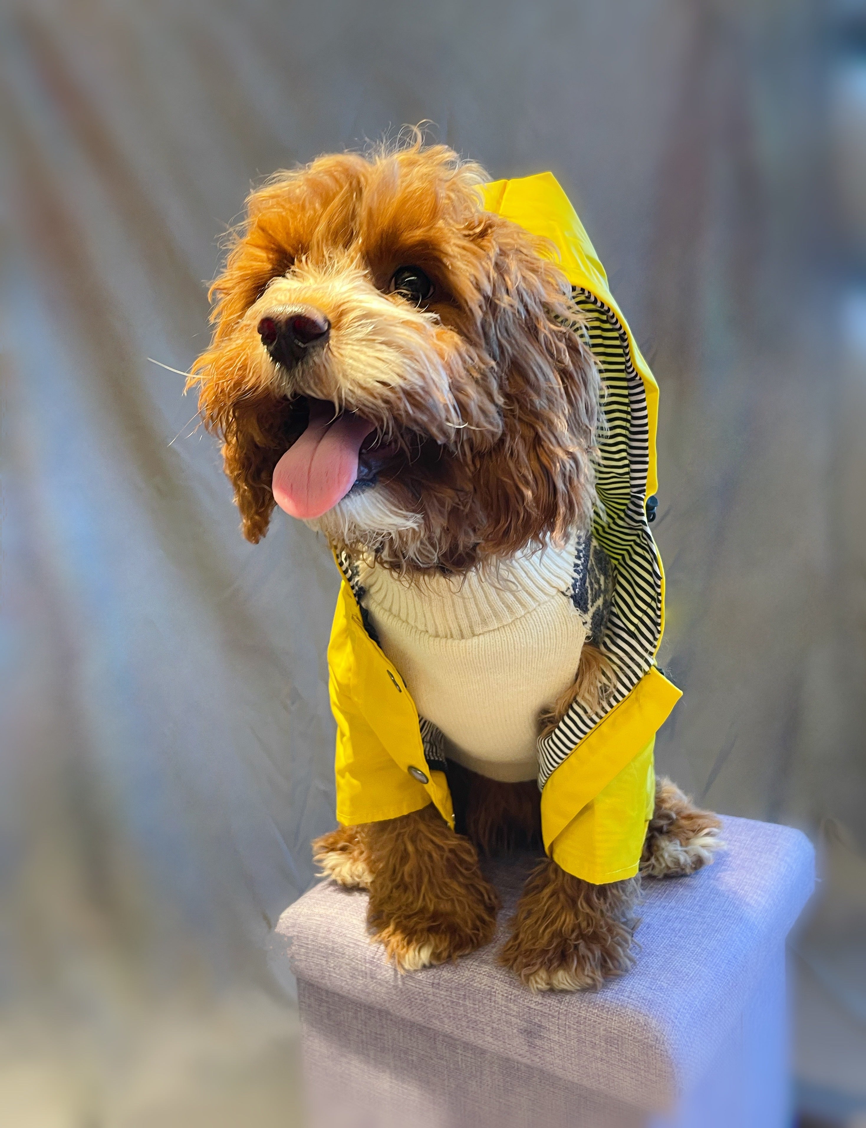 Windproof Dog Raincoat